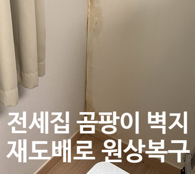  전세집 곰팡이와 물먹은 벽지 재도배로 원상복구하기