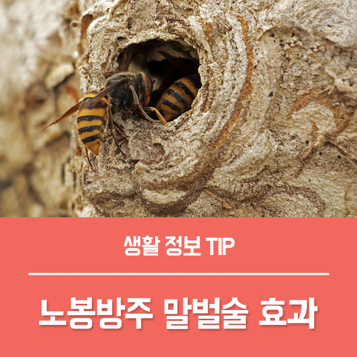  노봉방주 말벌술 효과 부작용, 장수말벌주 가격은?