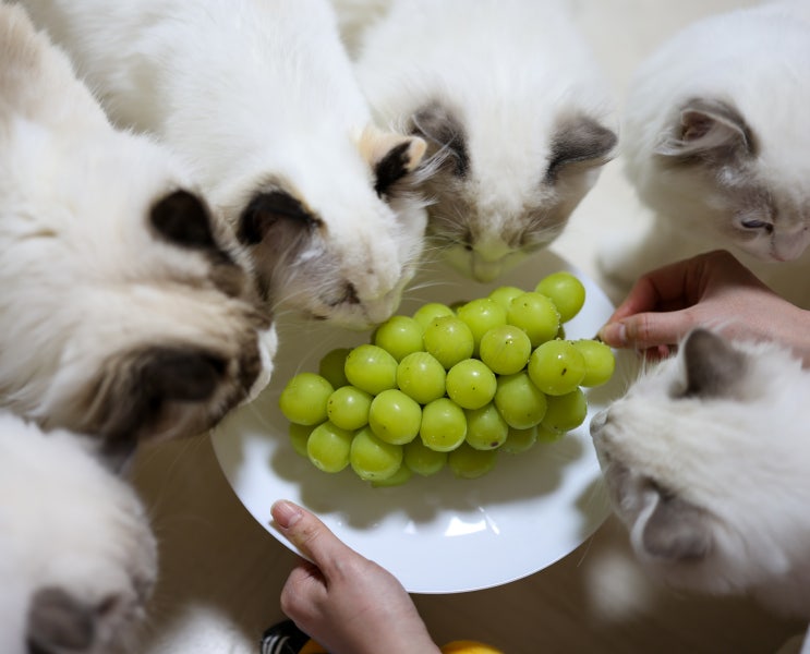  고양이 포도 먹으면 위험한 이유, 건포도 샤인머스켓은?