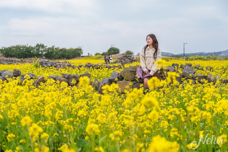  제주 유채꽃 시기 명소 제주도 유채꽃밭 성산일출봉