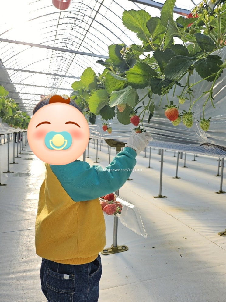  [나들이] 강원도 양양 내돈내산 딸기체험 양양딸기정원 아기랑 딸기맛집 추천
