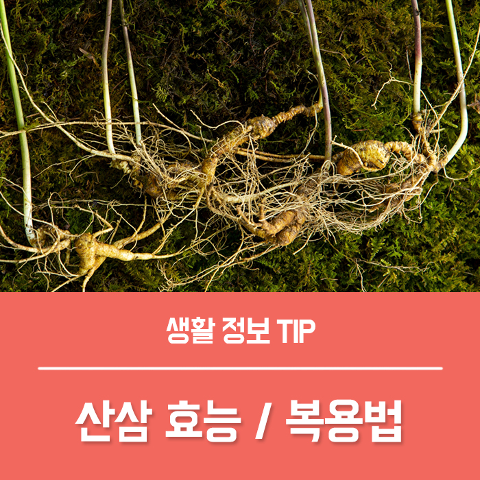  자연산 산삼효능 TO4, 산삼배양근 부작용 산삼주 가격 복용법 총정리!