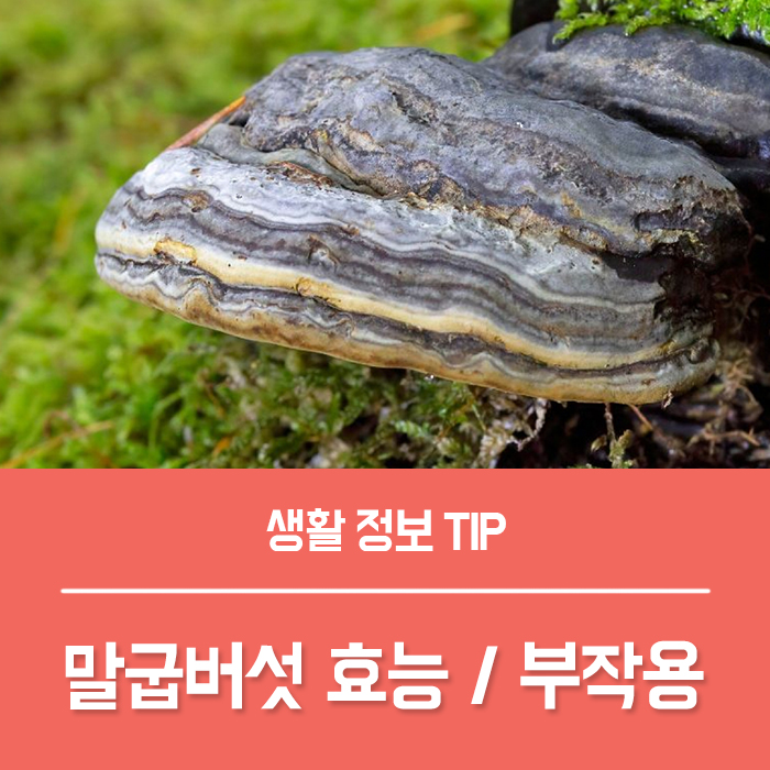  말굽버섯 효능 TOP4, 피부아토피 완화에 좋아요!