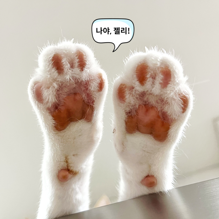  고양이 발바닥 젤리, 색상마다 의미가 다르다?
