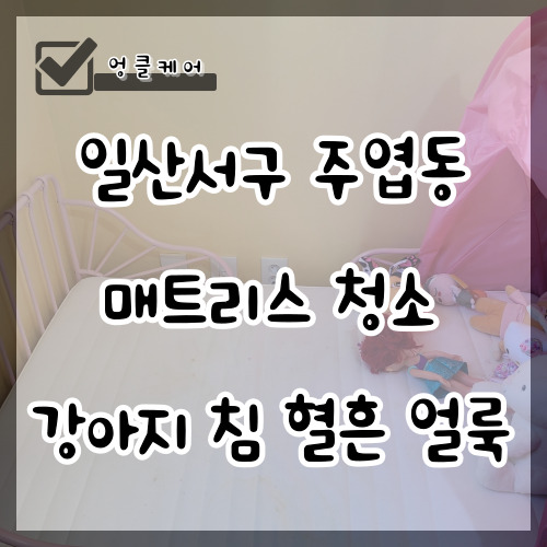  매트리스 청소 강아지 침 혈흔 얼룩 일산서구 주엽동