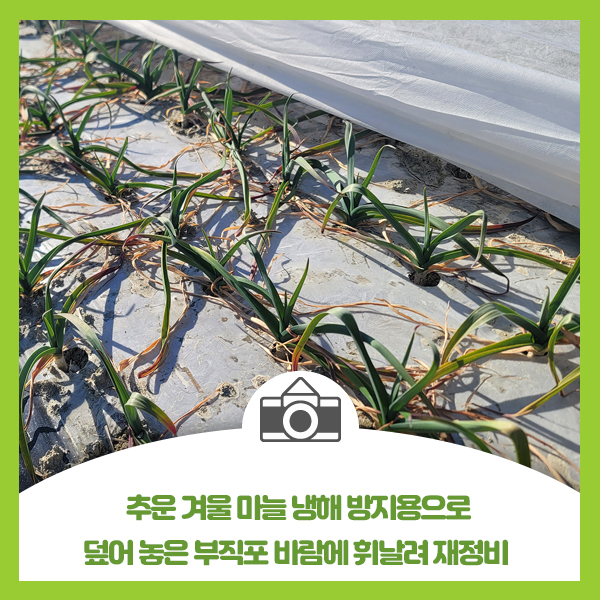  추운 겨울 마늘 냉해 방지용으로 덮어 놓은 부직포 바람에 휘날려 재정비