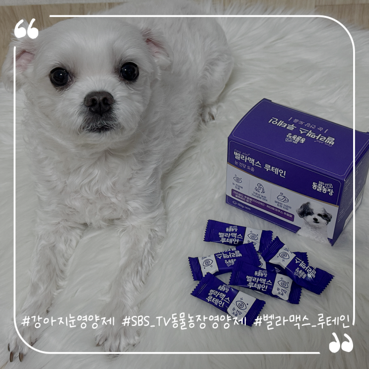  강아지눈영양제추천 SBS TV 동물농장 영양제 벨라맥스 루테인