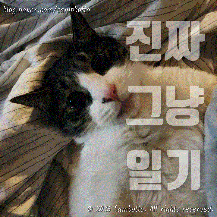  진짜 그냥 일기 | 부지런히 보낸 하루, 직장인 점심도시락 건강하게!