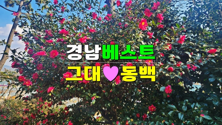 동백꽃 따라 2월 3월 경남여행 4곳 (사천 노산공원 거제 지심도 통영 장사도 수우도) 개화 시기 동백꽃 따라 2월 3월 경남여행 4곳 (사천 노산공원 거제 지심도 통영 장사도 수우도) 개화 시기