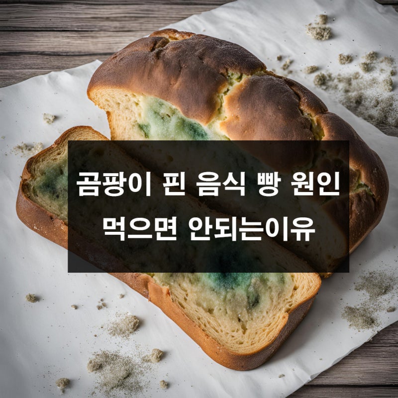 곰팡이 핀 음식 빵 원인 및 먹으면 안되는 이유