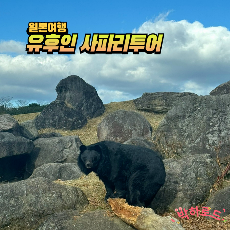  후쿠오카 근교 여행! 유후인 사파리 투어 & 온천 코스 추천