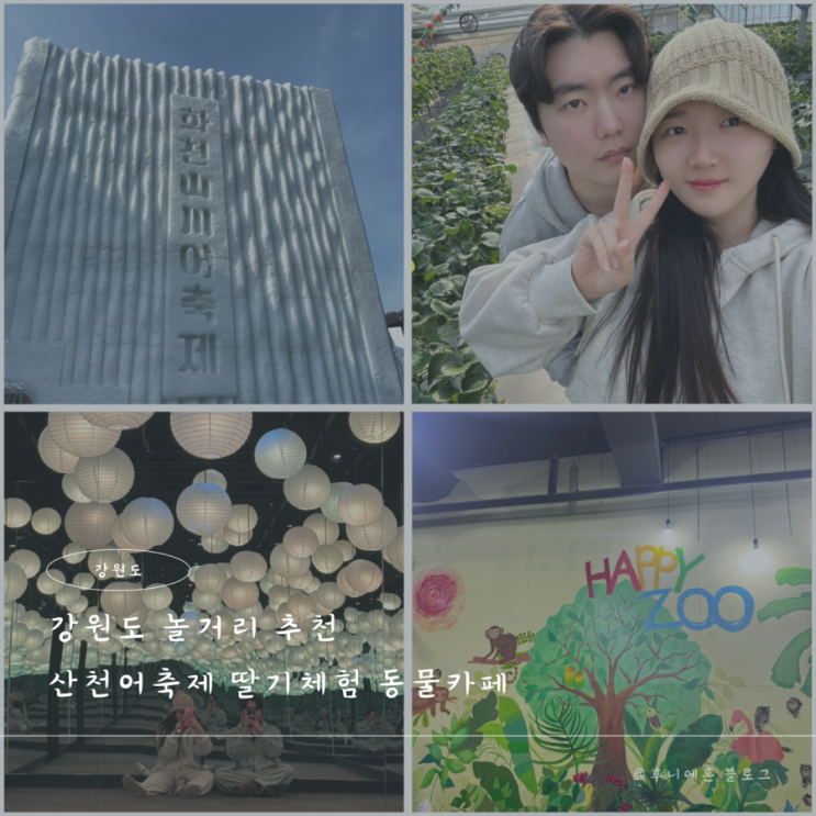  강원도 놀거리 추천 이색 데이트 산천어축제 딸기체험 해피주동물카페