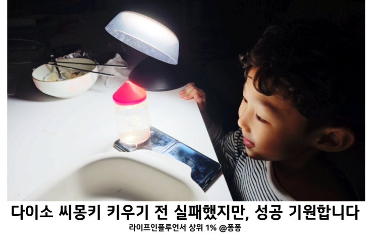  다이소 추천 엄마표 과학놀이 씨몽키 키우기 꼬마새우 수명 먹이 물갈이 알 부화 성체 암수 구별