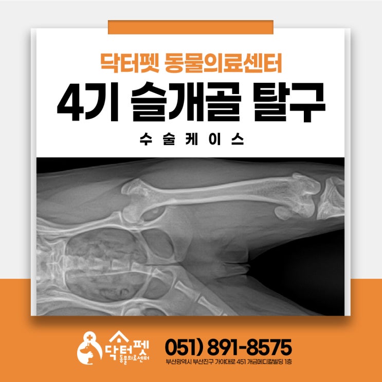  말티푸 4기 슬개골 탈구 수술 이야기