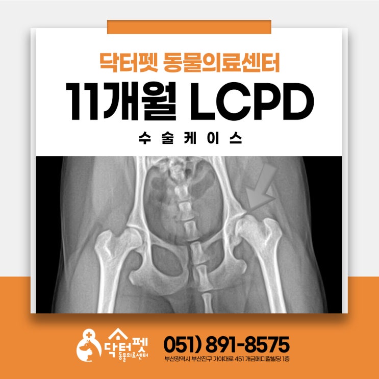  11개월 포메라니안 대퇴골두절단수술 이야기