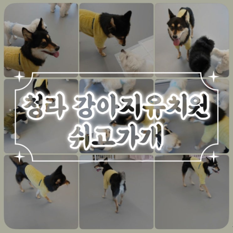  24시간 상주 케어 청라강아지유치원 쉬고가개 이용 후기 / 애견유치원 애견호텔 프로그램 산책 픽드랍