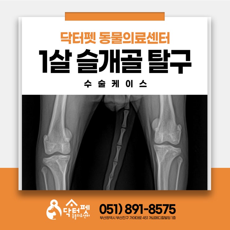  1살 포메라니안 슬개골 탈구 수술 이야기