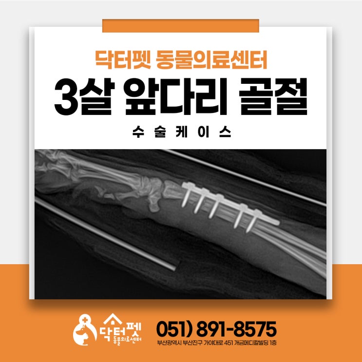  3살 포메라니안 강아지 앞다리 골절 수술 이야기