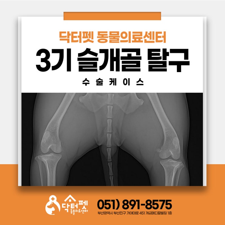  2살 비숑프리제 슬개골 탈구 수술 이야기