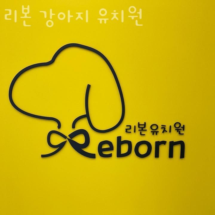 리본 강아지 유치원