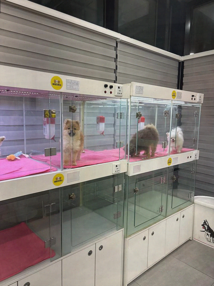  부천 강아지분양 전문, 따뜻한 서비스의 댕댕프렌즈