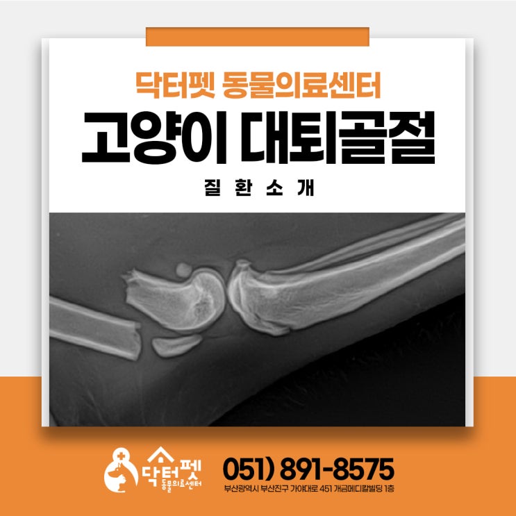  1살 러시안 블루 대퇴골절 이야기 부산 고양이 외과 동물병원