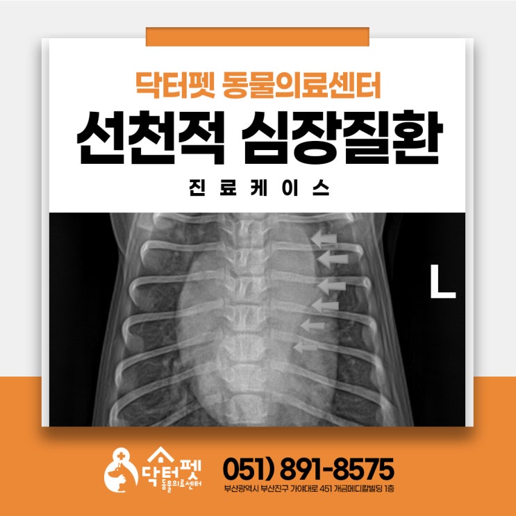  말티즈 선천적 심장질환 진단이야기