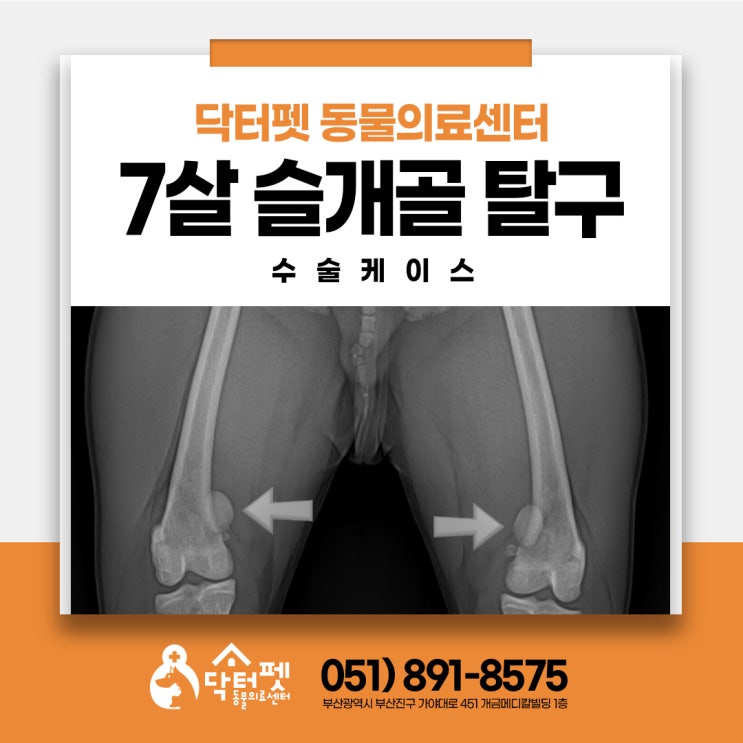 7살 보스턴테리어 슬개골 탈구 수술 이야기