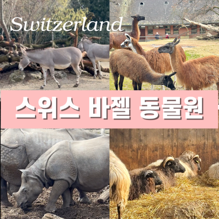  스위스 여행 일정 이색적인 코스 - 희귀 동물들을 만날 수 있는 바젤 동물원