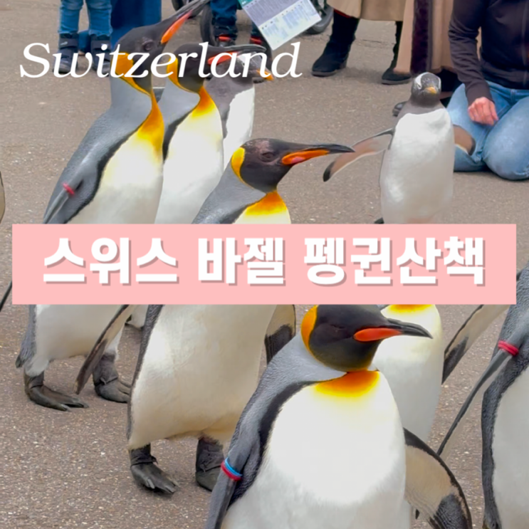  스위스 자유여행 이색적인 코스 - 바젤 동물원 펭귄산책 경비 위치 시간