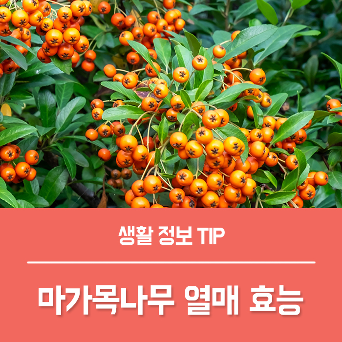  마가목나무 효능 마가목 먹는법, 부작용 알아봐요!