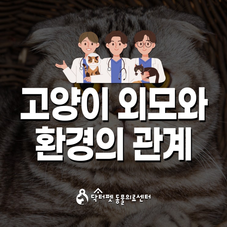  고양이 외모는 자연환경의 영향을 받았다 (사상구동물병원 닥터펫동물의료센터)