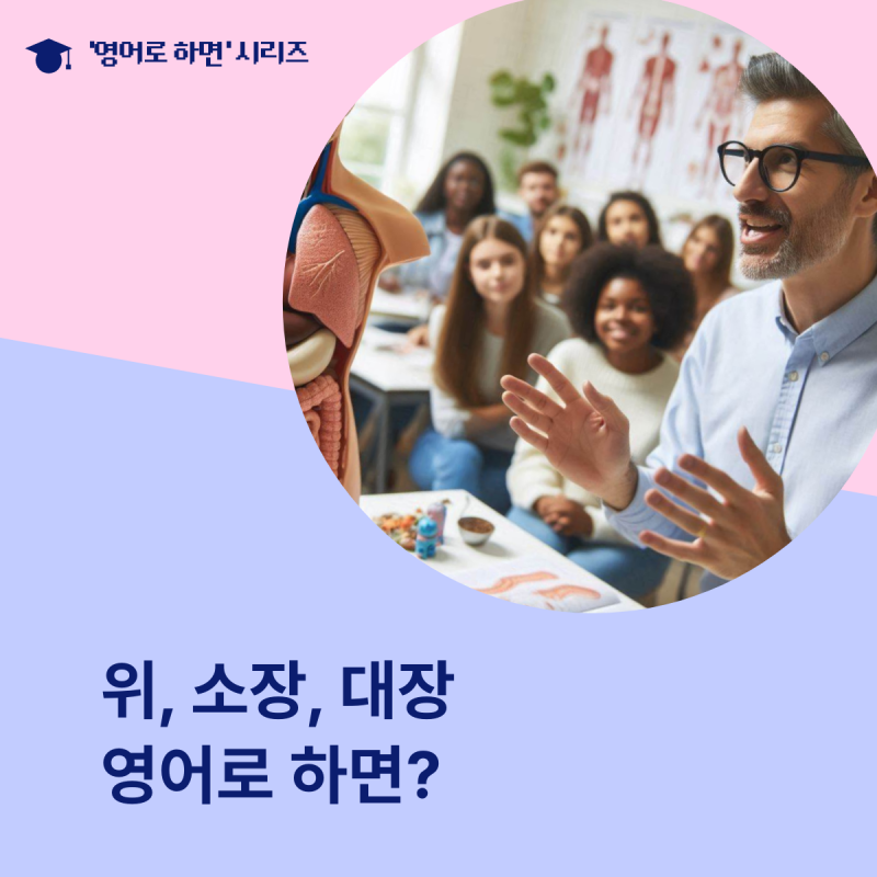 장기 위, 소장, 대장 영어로 하면?
