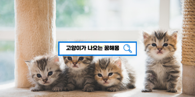  [무료꿈해몽풀이] 고양이꿈 새끼고양이꿈 길고양이꿈 예쁜고양이꿈 하얀고양이꿈