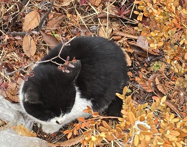  회사 앞 길냥이(흑임자 조랭이떡)