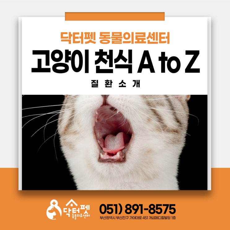  고양이 천식 A to Z (부산동물병원 고양이친화병원 닥터펫 기침 호흡곤란)