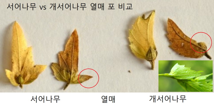  개서어나무