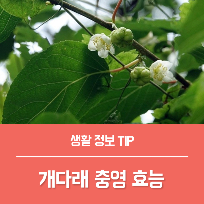  개다래 충영 효능 TOP4, 개다래즙 먹는법은?