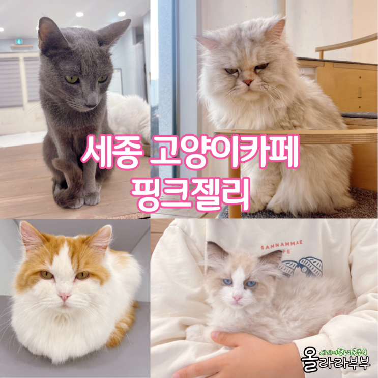  세종 고양이카페 핑크젤리 아이와 가볼만한곳