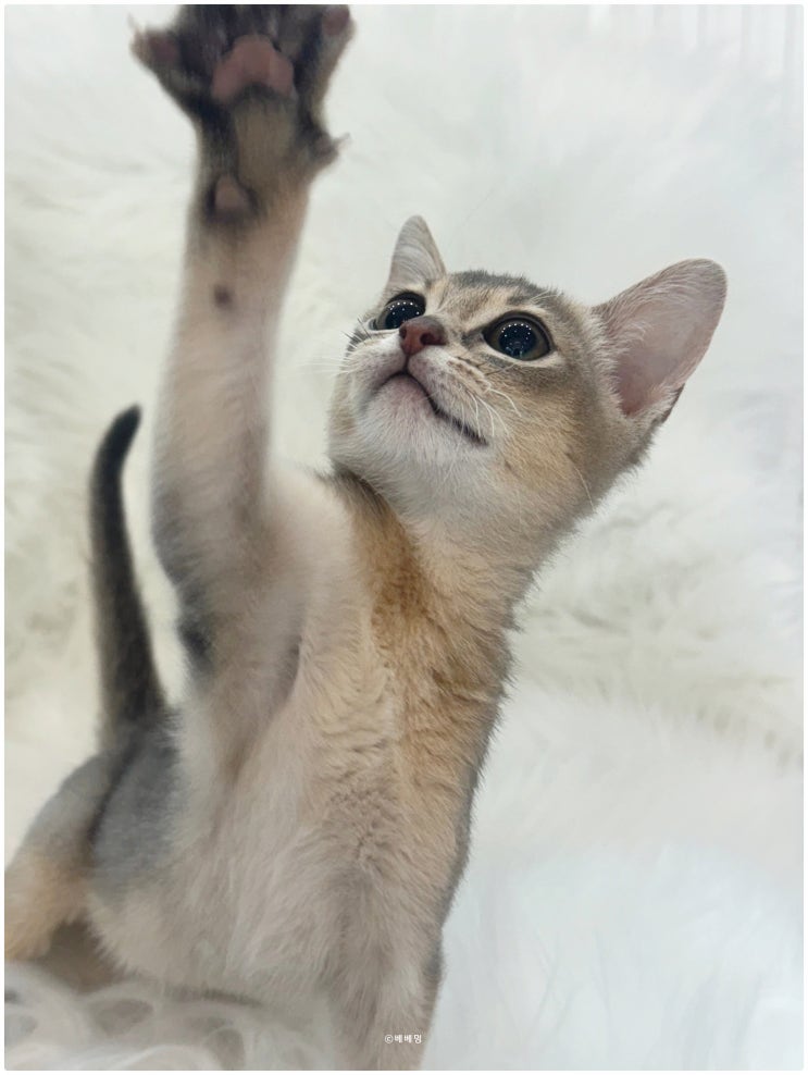  아비시니안 고양이 분양받았어요! 전문샵 베베멍에서 새로운 인연