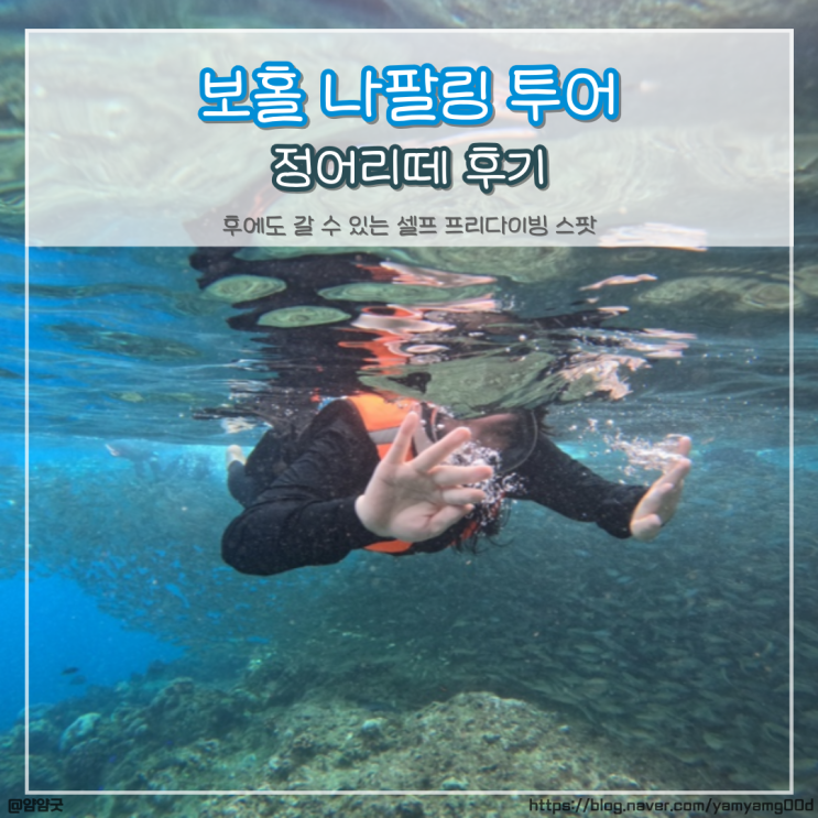  보홀 나팔링 투어 정어리떼 후기  오후에도 갈 수 있는 셀프 프리다이빙 스팟