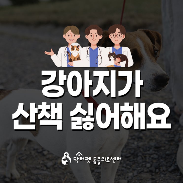  우리 강아지가 산책을 싫어하는 이유 (주례동 동물병원 닥터펫동물의료센터)