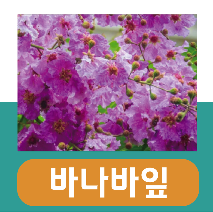  바나바잎 효능 부작용, 추출물 영양제 고르는법
