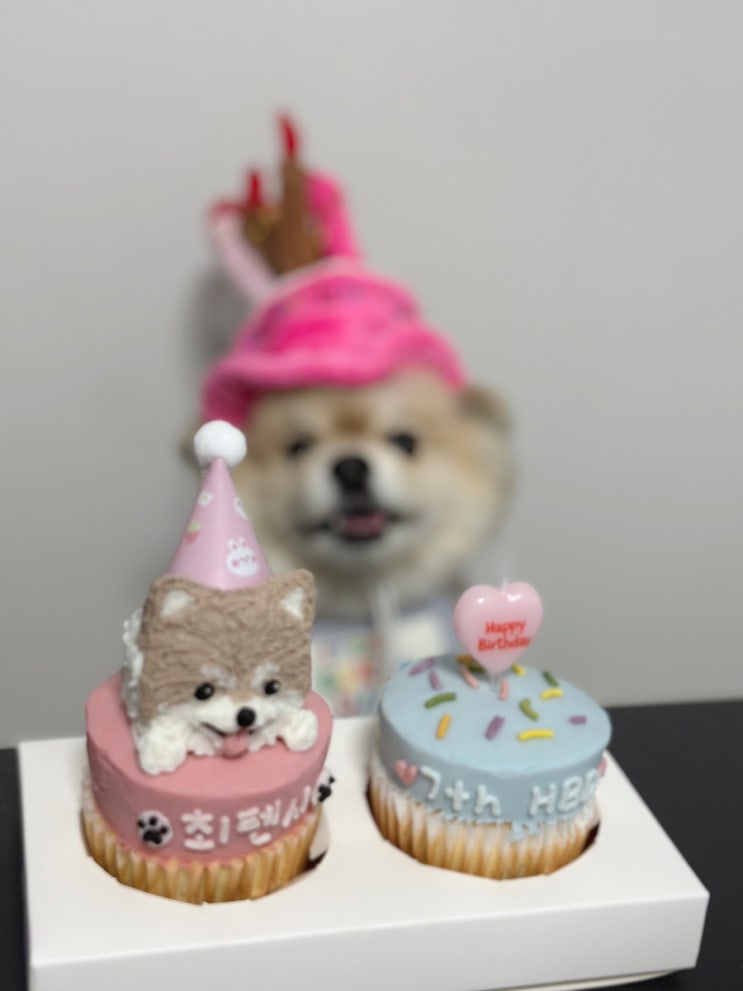  마곡 애견간식 강아지 케이크 머핀 추천 #뭉탱잇