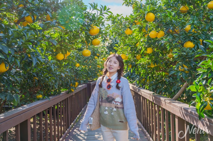 제주 소품샵 제주도 기념품 먹거리 추천 서귀포 소품샵 제주 소품샵 제주도 기념품 먹거리 추천 서귀포 소품샵