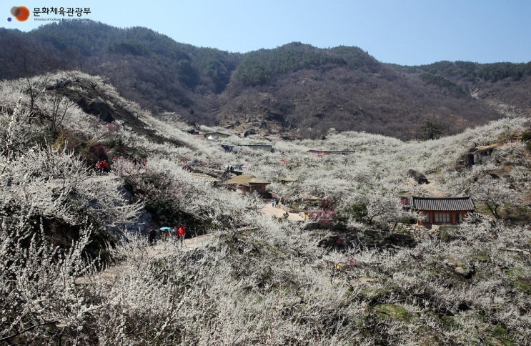  2025년 2월 국내여행지 추천 베스트 4 - 제주 유채꽃부터 철원 풍경까지