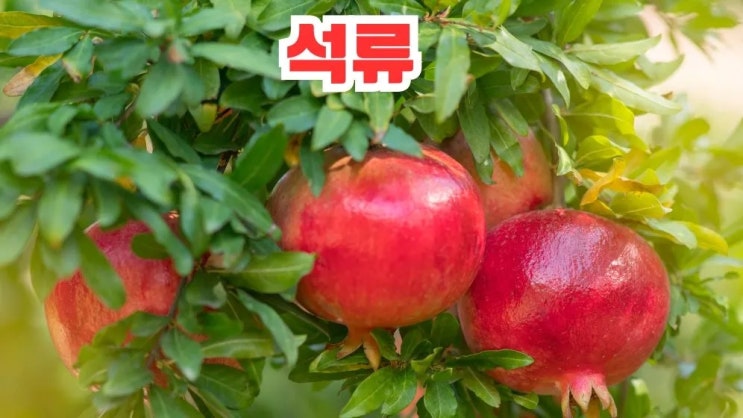  석류 효능 부작용 5가지 껍질 까는 법 먹는방법