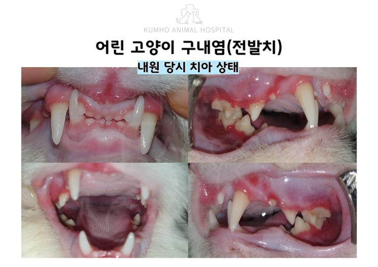  광주 고양이 치과 - 어린 고양이 구내염으로 인한 전발치 수술 Case [광주 치과 동물병원, 고양이 구내염,  고양이 스케일링, 고양이 발치, 고양이 전발치]
