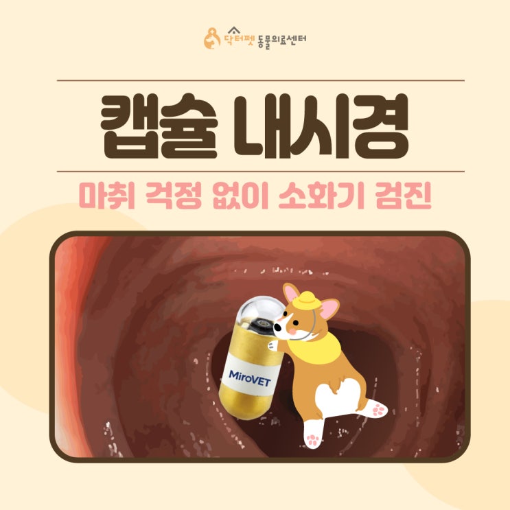  강아지 캡슐 내시경 소개 마취 없이 소화기 검진 가능 (부산 건강검진 동물병원)