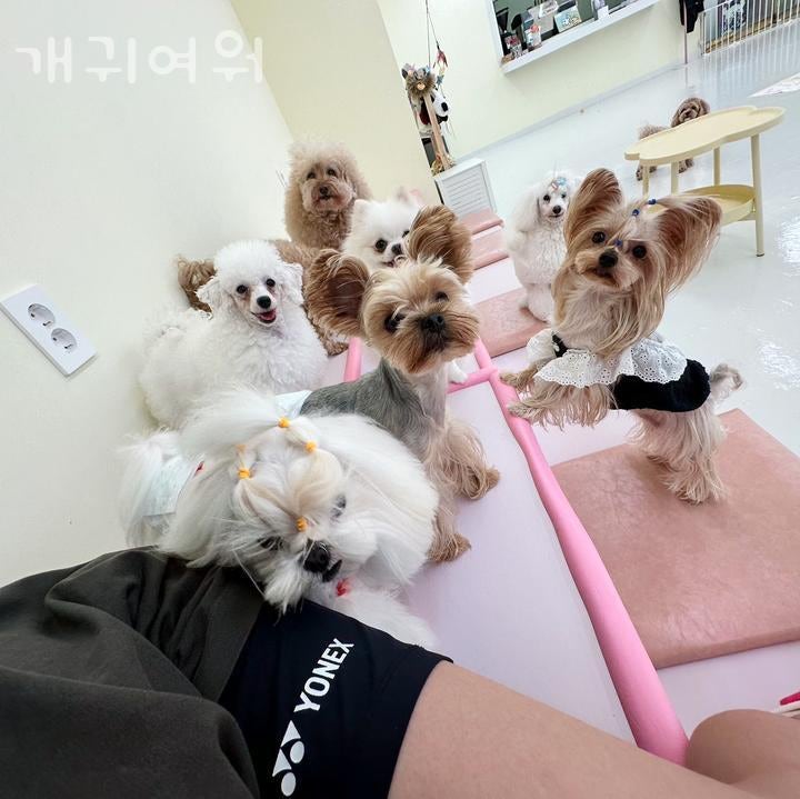 개귀여워